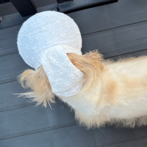 犬の帽子 白内障対策