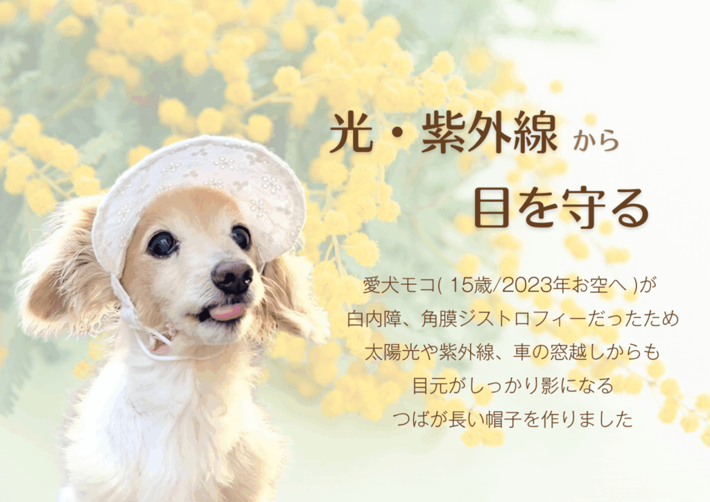犬の帽子